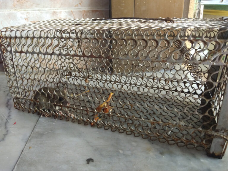 How to Get Rid of Rodents Under a Mobile Home